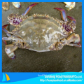 superior frozen blue swimming crab for sale